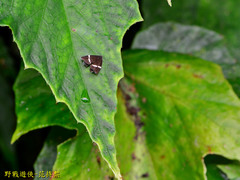 Alampla arcifraga