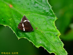 Alampla arcifraga