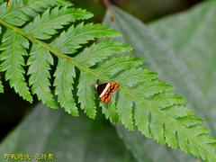 Choreutis xanthogramma