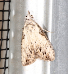 Nola pleurochorda