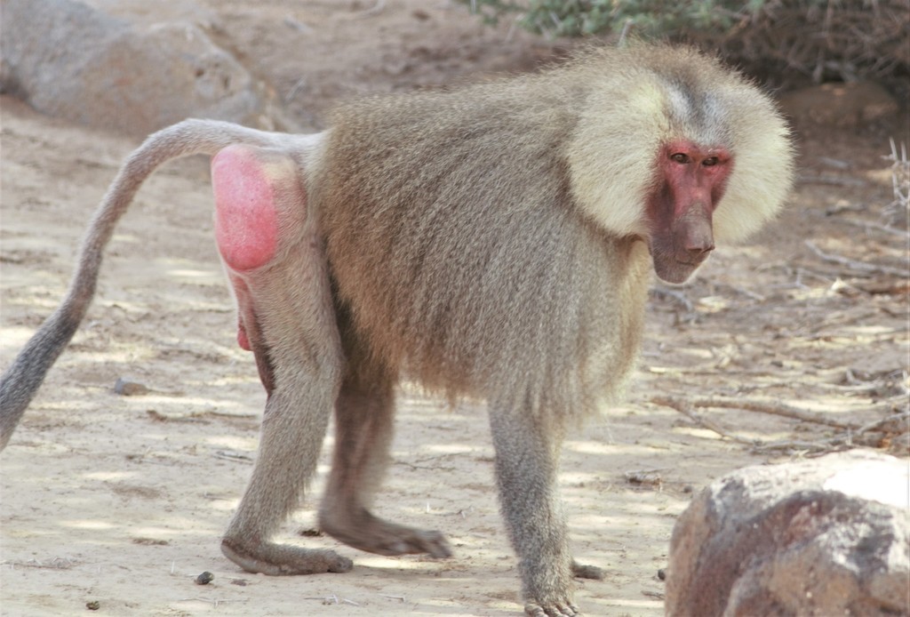 Hamadryas Baboon