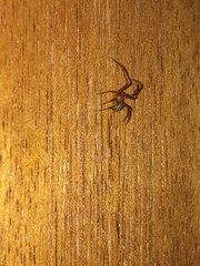 Nesticodes rufipes