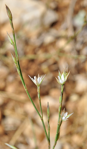 Bufonia paniculata