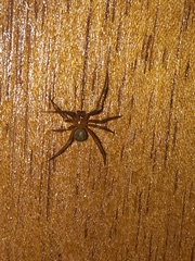 Nesticodes rufipes