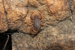 Pseudolychas ochraceus
