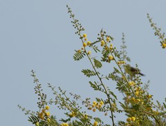 Vachellia horrida
