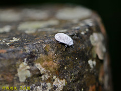 Margarodidae