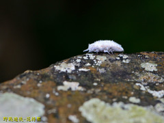 Margarodidae