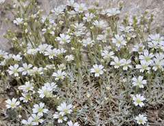 Cerastium gibraltaricum