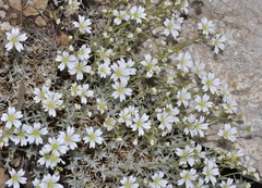 Cerastium gibraltaricum