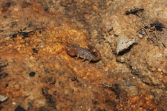 Pseudolychas ochraceus