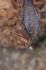 Pseudolychas ochraceus