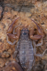 Pseudolychas ochraceus