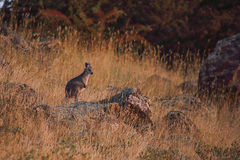 Osphranter robustus robustus