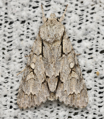 Acronicta psi