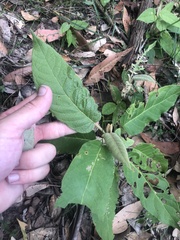 Astrotricha floccosa