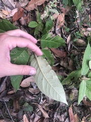 Astrotricha floccosa