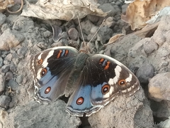 Junonia orithya madagascariensis