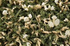 Astragalus angustifolius