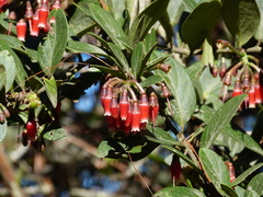 Macleania robusta