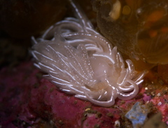 Favorinus blianus