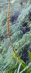 Cipuropsis hospitalis