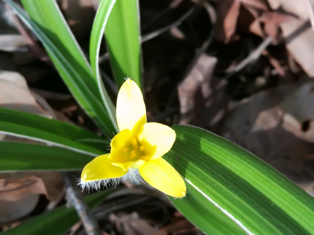 Hypoxis stellipilis (Hypoxis stellipilis)