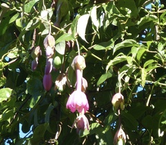Passiflora cumbalensis