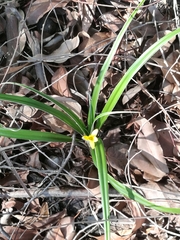 Hypoxis stellipilis
