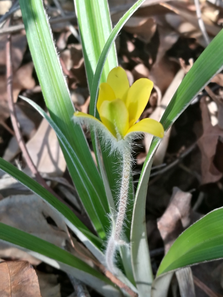 Starry-Furred Hypoxis