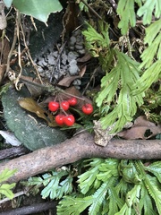 Ardisia primulifolia