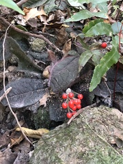 Ardisia primulifolia
