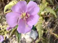 Pterogastra divaricata