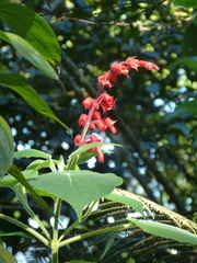 Salvia libanensis