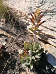Adromischus sphenophyllus