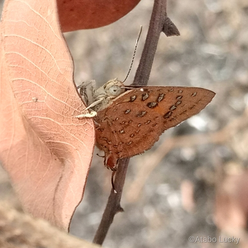 Common Scarlet
