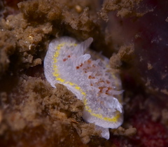 Diaphorodoris luteocincta