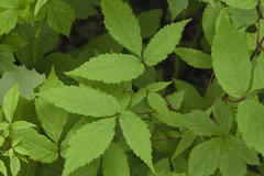 Acer mandshuricum