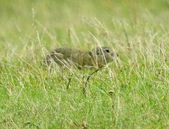 Spermophilus citellus