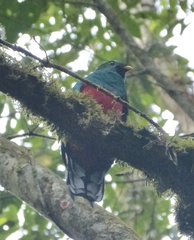 Pharomachrus fulgidus