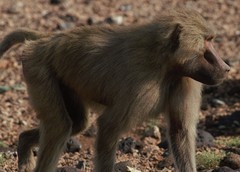 Papio hamadryas