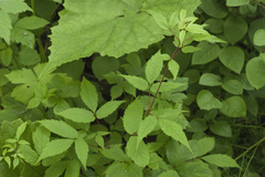 Acer mandshuricum