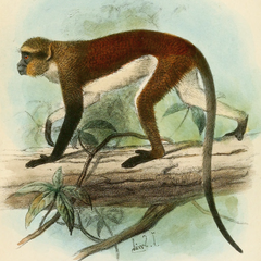 Dent's Monkey photo 5