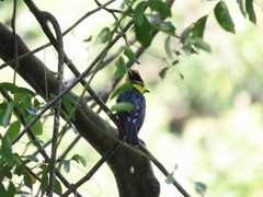 Machlolophus spilonotus