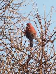 Pinicola enucleator
