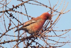Pinicola enucleator