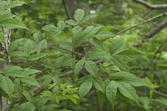 Acer mandshuricum