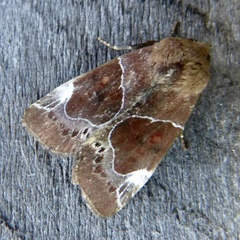 Hampsonodes mastoides