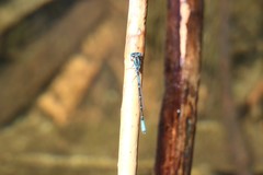 Austroagrion cyane