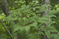 Acer mandshuricum